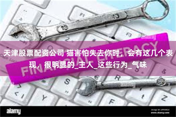 天津股票配资公司 猫害怕失去你时，会有这几个表现，很明显的_主人_这些行为_气味